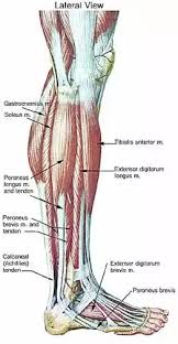 These muscles work together to produce movements such as standing, walking, running, and jumping. Cycling Muscles In 2021 Human Anatomy And Physiology Muscle Anatomy Leg Muscles Anatomy