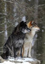 Gorgeous I Wish They All Had Bulletproof Human Proof Protection Timber Wolf Animals Beautiful Wolves