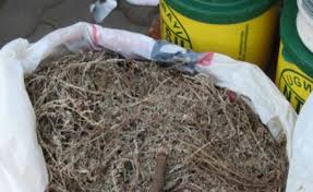 Image result for Hirpicium bechuanense