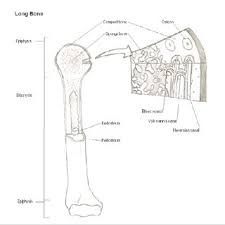 Long bones include all limb bones except the patella. Th E Macroscopic And Microscopic Structure Of Bone Download Scientific Diagram