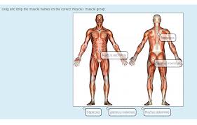 Naming skeletal muscles according to a number of criteria: Moodle In English Drag And Drop Onto Image