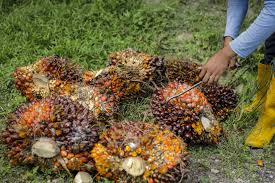 Presently, plantation is one of the major contributors in the economy of malaysia amongst the sectors. Prisoners Sought For Palm Sector Amid Virus Led Labor Crunch Bloomberg