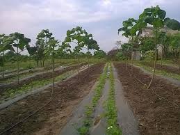 Prin taieri repetate cu regularitate, se poate forma ca un arbore de dimensiuni reduse. AdevÄƒrul Despre Afacerea Cu Paulownia In Romania De La Costurile De InfiinÈ›are A PlantaÈ›iei PanÄƒ La Profitul De 30 000 Euro Ha Din Vanzarea Lemnului