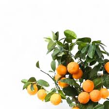 Image result for Citrus × aurantiifolia