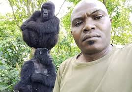 Orphaned gorillas pose for selfies with their carer in the Democratic  Republic of Congo.