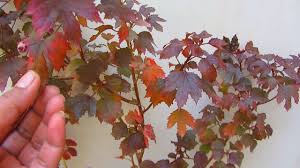 We did not find results for: Japanese Maple Hibiscus Caring Tips Youtube