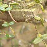 Image result for Bulbophyllum fuscum