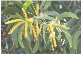 Image result for Psorospermum mechowii