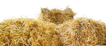 Straw Bale For Core Gardening Growing Potatoes Straw Bales Cold Frame
