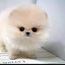 Pomeranian facts white pomeranian teacup pomeranian pomeranian puppy teacup dogs chihuahua puppies for sale cute puppies white pomeranian pomeranian puppy pomeranians merry christmas and happy new year puppies cubs pomeranian pup newborn puppies. Cute Baby Teacup Pomeranians Novocom Top