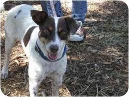 Pin On Dog Pictures