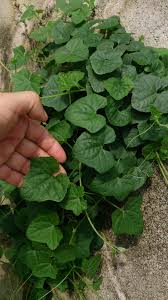 Image result for Cucumis maderaspatanus