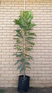 Image result for Ekebergia capensis