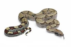 We did not find results for: Boa Constrictor Learn All You Wanted To Know With Pictures Pest Wiki