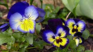 How To Grow Pansies Pansies Container Flowers Fall Garden Checklist
