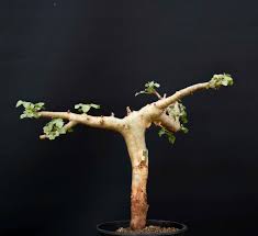 Image result for Commiphora pteleifolia