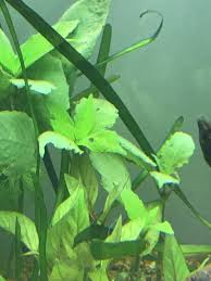 Check spelling or type a new query. Holes In Leaves Uk Aquatic Plant Society