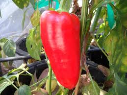 Image result for Capsicum annuum