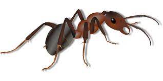 Carpenter ants are very difficult to control. Carpenter Ants Garden City Pest Control