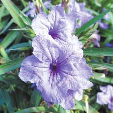 Image result for Ruellia cordata