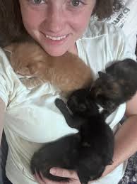 Kittens for rehoming, 5 weeks old