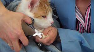 Try using a cat nail clippers. How To Trim A Cat S Nails Youtube