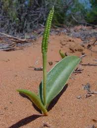 Image result for Ophioglossum thomasii