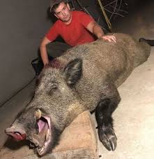 Repenser la gestion du sanglier. Pins Justaret Un Chasseur Abat Un Sanglier De Plus De 130 Kg Ladepeche Fr
