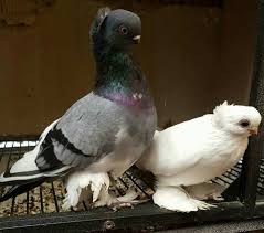 Verner Whittle Adli Kullanicinin Birds Of A Feather Pigeons Doves Panosundaki Pin Guzel Kuslar Kus