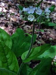 Image result for Cynoglossum coeruleum