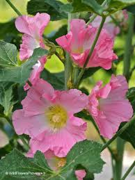 Image result for Alcea rosea