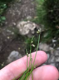 Image result for Isolepis setacea
