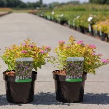 Image result for spirea japonica gold princess