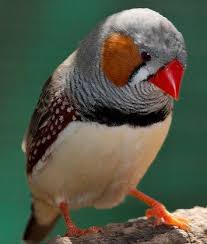 Peut On Mettre Tous Les Types D Oiseaux Ensemble Blog