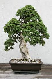 Dwarf Japanese Juniper Juniperus Procumbens Nana Bonsai Tree Indoor Bonsai Tree Indoor Bonsai