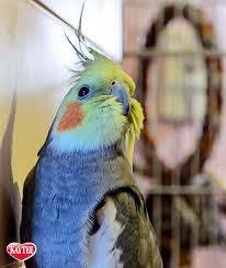 Birds You Can Have As Pets Get Prepared With Everything You Need For Your Pet Cockatiel Our Pet Bird Experts Have Put Together The Ultimate Checklist To Help Yo Pet Birds Pets Cockatiel