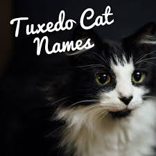 Black And White Tuxedo Cat 120 Best Names For Black And White Tuxedo Cats In 2020 Cute Cat Names Black And White Kittens White And Black Cat