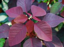Image result for Euphorbia cotinifolia
