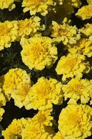 These sites offer products and info: Using Plants For Natural Pest Control In Vegetable Gardens The Country Basket