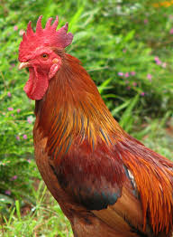 Pelea De Gallos About Peta Latino