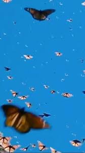 Android Phone In 2020 Beauty Iphone Wallpaper Butterfly Wallpaper Iphone Iphone Wallpaper Tumblr Aesthetic