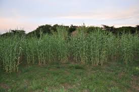 Image result for Arundo donax