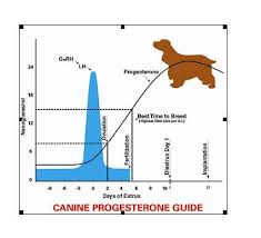 Ovulation Timing In The Bitch Pup Pups Dogs Labrador