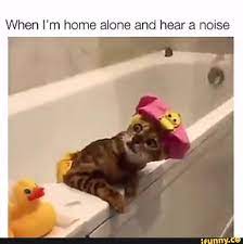 When I M Home Alone And Hear A Noise Ifunny Cute Funny Animals Funny Cats Cats