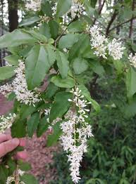 Image result for Ligustrum sinense