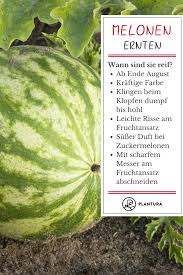 Wassermelonen Ernten Und Lagern Experten Tipps Plantura Wassermelone Anbauen Wassermelone Melonen
