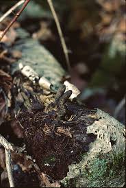 Image result for Xylaria polymorpha