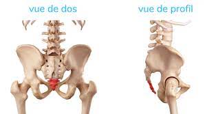 Chute Sur Les Fesses : Pourquoi Et Comment Traiter Le Coccyx ? - Reflex  Osteo