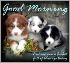 Image Result For Cutest Animal Quotes And Sayings Cute Animal Quotes Friday Funny Images Australian Shepherd