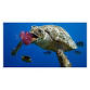 Jelly Belly Turtles